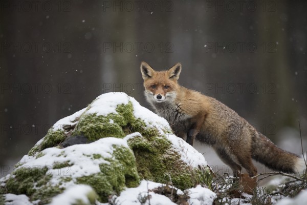 Red fox, Vulpes vulpes, red fox