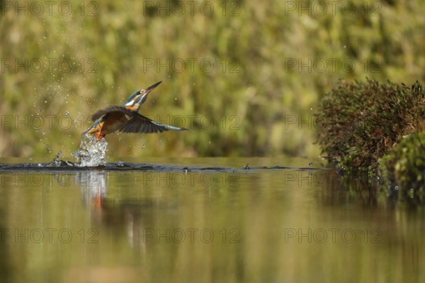 Kingfisher (Alcedo atthis)