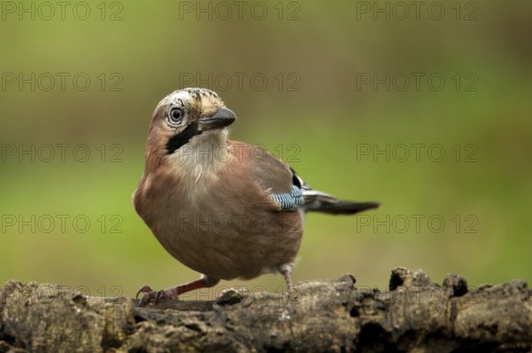 Attentive jay on a tree trunk