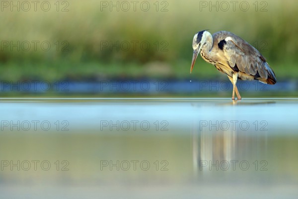Great Egret, Heron, foraging, (Ardea cinerea) Salalah, Raysut, Dhofar, Oman, Asia