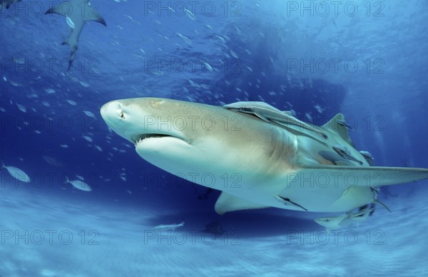 Lemon Shark, Negaprion brevirostris, Bahamas, Grand Bahama Island, Atlantic Ocean, Central America