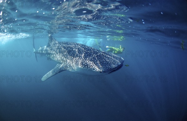 Whale shark and snorkeller, Rhincodon thypus, Djibouti, Djibouti, Africa, Afar Triangle, Gulf of Aden, Gulf of Tadjourah, Africa