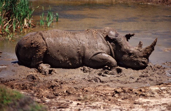 White rhino, white rhino, Ceratotherium simum, South Africa, Kragga Kamma Game Park, Port Elizabeth, Ibhayi, Africa