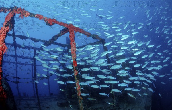 Yellow-striped fusiliers on a shipwreck, Caesio caerulaurea, Maldives, Indian Ocean, Ari Atoll, Asia