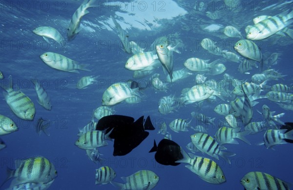 Indo-Pacific sergeant, Abudefduf vaigiensis, Egypt, Africa, Sinai, Sharm el Sheik, Red Sea, Africa