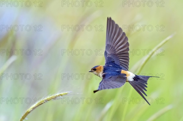 Rufous Swallow, (Cecropis rufula), Animals, Bird, Birds, Swallow, Swallow family, Lesbos, Greece, Europe