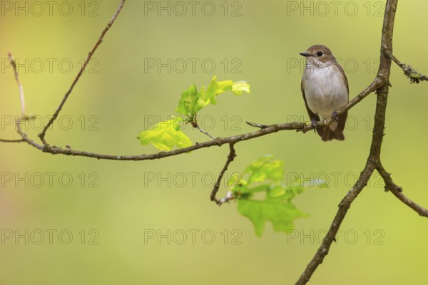 Animals, birds, songbirds, pied flycatcher, (Ficedula hypoleuca), biotope, habitat, perch, foraging, forest cemetery, Limburgerhof, Rhineland-Palatinate, Federal Republic of Germany