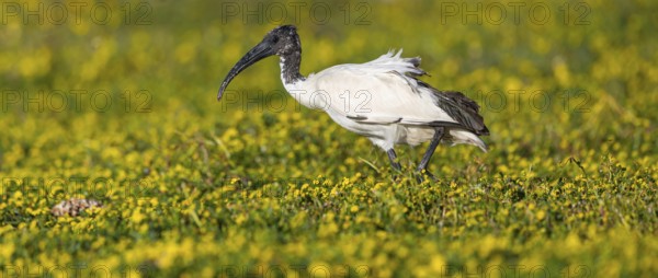 African sacred ibis, (Threskiornis aethiopicus), Pharaoh's ibis, family of ibises and spoonbills, biotope, habitat, foraging, False Bay Nature Reserve / Stran, Cape Town, Western Cape, South Africa, Africa