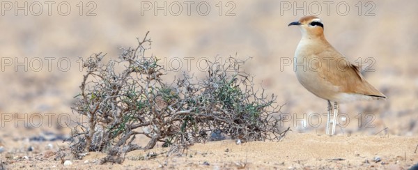 Racer, (Cursorius cursor), limicolous species, biotope, foraging, Lanzarote, Canary Islands, Spain, Europe