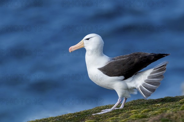 Black-browed albatross, albatross, sideways, (Thalassarche melanophrys), Saunders Island, Falkland Islands, animals, birds, South America