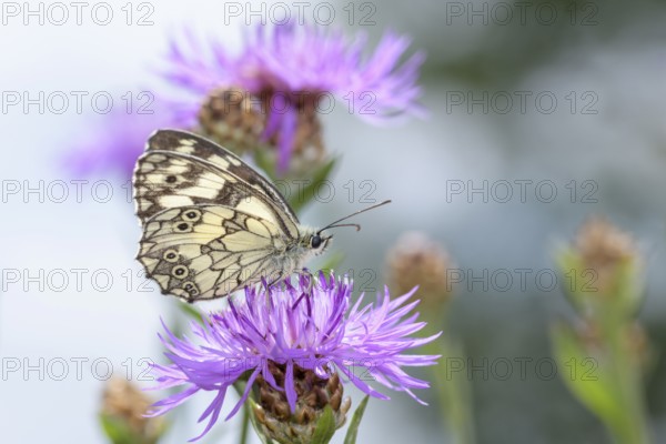Melanargia galathea