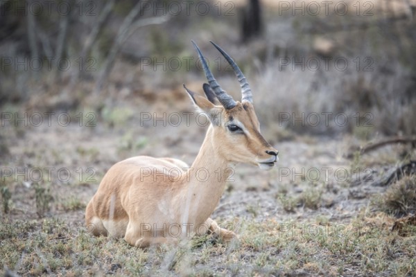 Young male Impala sitting in the grass in the Kruger National Park, South Africa, Africa