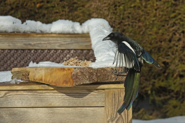 Magpie (Pica pica)
