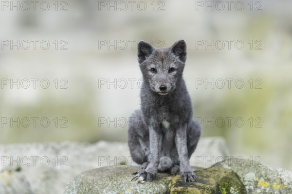 Arctic fox (Vulpes lagopus)
