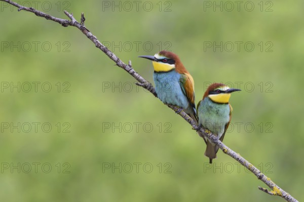 European bee-eater (Merops apiaster)