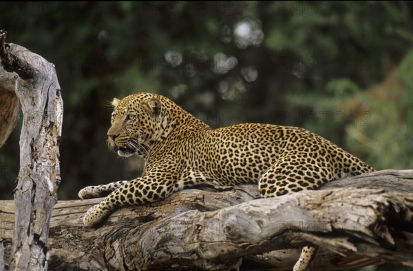 Leopard (Panthera pardus)