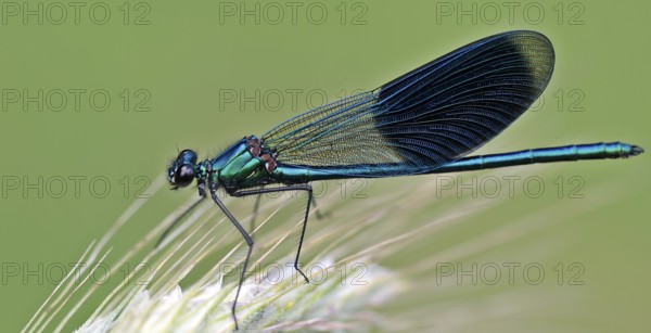 Banded demoiselle (Calopteryx splendens)
