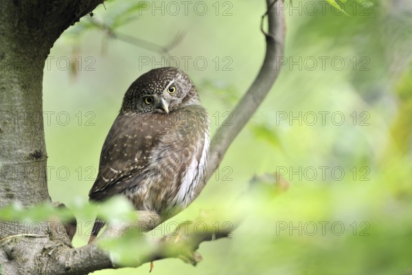 Pygmy Owl (Glaucidium passerinum)