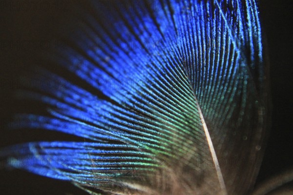 Feather peacock (Pavo Scalloped ribbonfish)