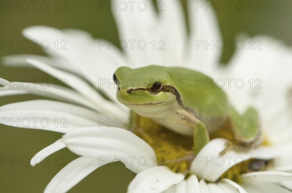 Mediterranean tree frog on daisy flower (Hyla meridionalis)