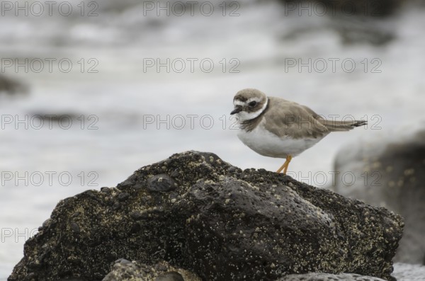 Ringed Plover (Charadrius hiaticula)