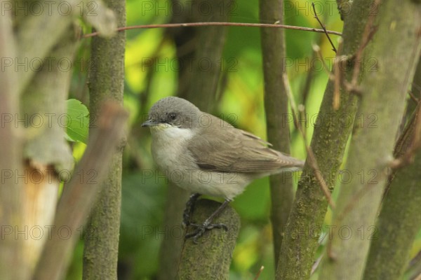 Rattling Warbler (Sylvia curruca)