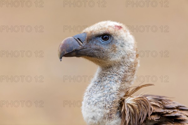Griffon vulture, (Gyps fulvus), animals, birds, vultures, alworld vulture, hawk family, Sierra de San Pedro, Herreruela, Extremadura, Spain, Europe