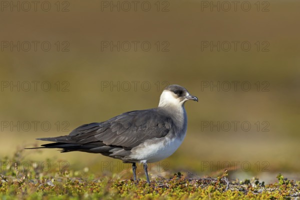 Parasitic skua, (Stercorarius parasiticus), animals, birds, seabird of the Stercorariidae family), Varanger, Finnmark, Norway, Europe