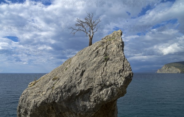 Dead relict pine on the rock. Crimea, the Black Sea coast