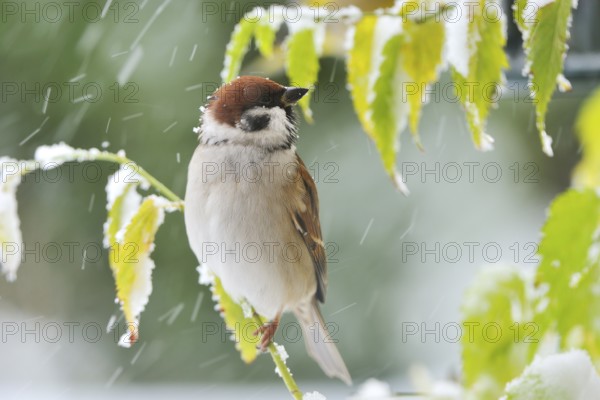 Eurasian Tree Sparrow in winter. Eurasian Tree Sparrow