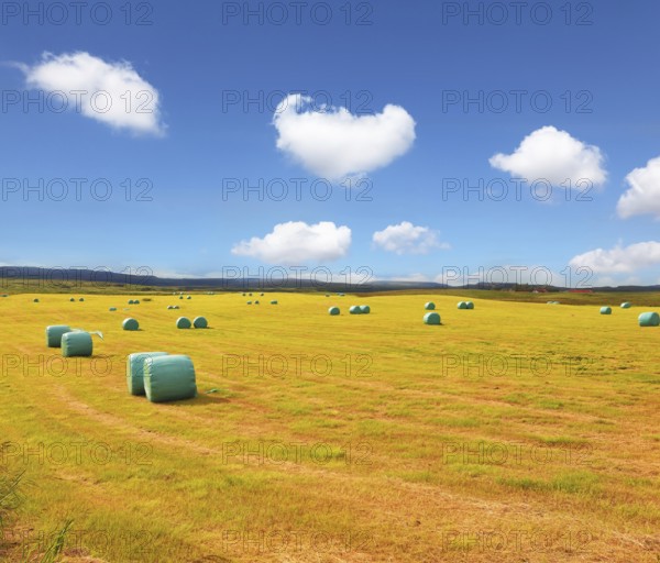 Rural field after harvest. Mown grass folded into a neat stack and packed in special bags of plastic