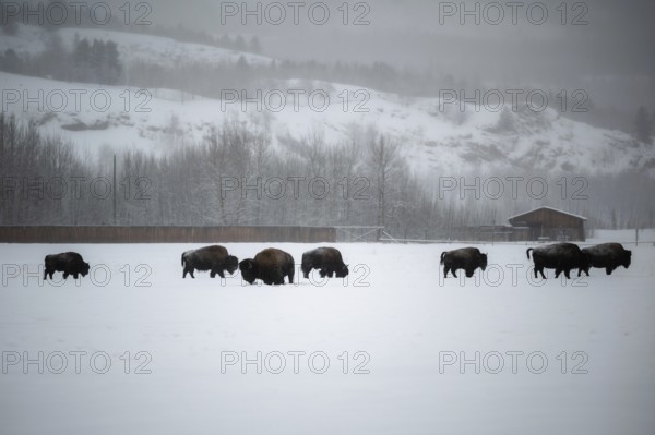 Herd of buffalo grazing in snowy terrain in front of wooded hills, Yukon, Canada, Yukon Wilderness Preserve Park, North America