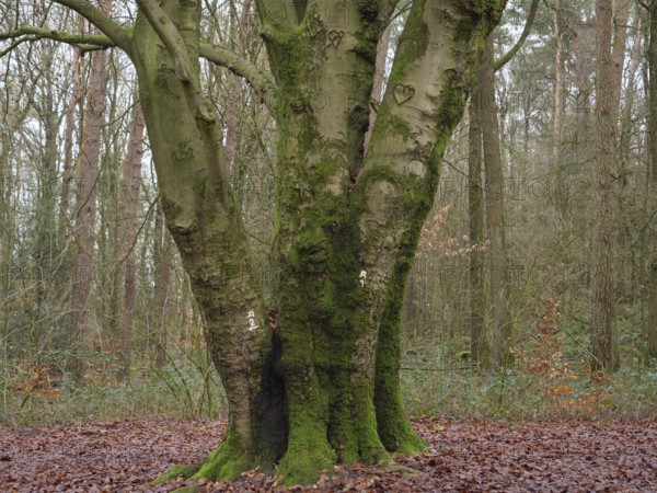 A large tree in the forest, partly overgrown with moss and quiet surroundings, Reken, münsterland, germany