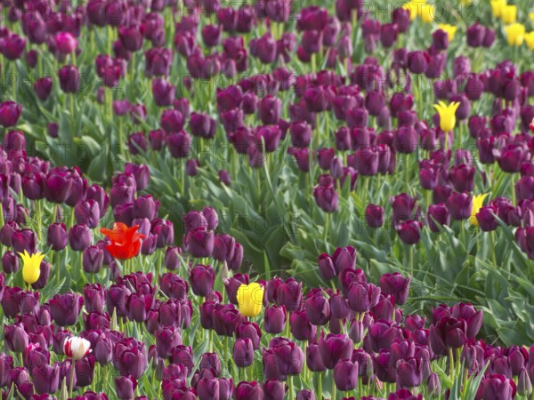 A wine-red tulip field with scattered yellow and red flowers in full bloom, egmond aan zee, north sea, netherlands