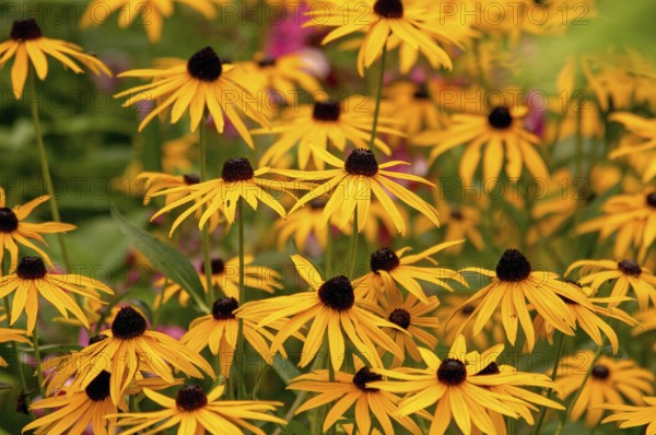 Yellow coneflower blossoms in a garden, spreading sunny atmosphere and summer joy, Borken, münsterland, germany