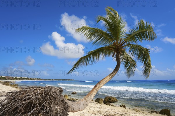 Akumal coconut palm tree beach in Riviera Maya of Mayan Mexico