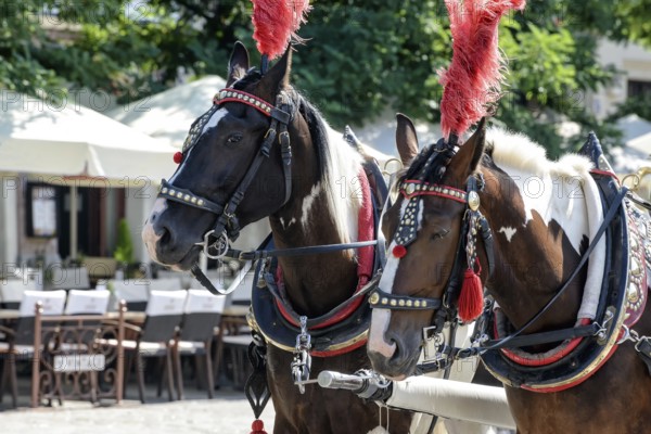 Horses with a carriage on the main square of Krakow in Poland