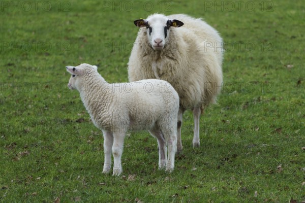 A sheep and a lamb standing on a green meadow, sheep with small lambs on a green meadow, borke, germany