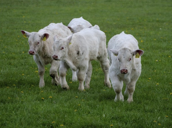 Four young calves on a green pasture, borken, münsterland, germany