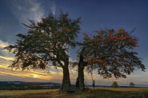 The Kalte Staude, a pair of beech trees, Presseck, Upper Franconia, Federal Republic of Germany