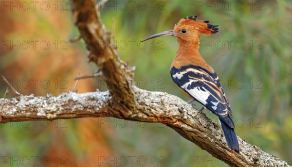 African Hoopoe, African Hoopoe, (Upupa africana), Ithala Game Reserve, Louwsburg, KwaZulu-Natal, South Africa, Africa