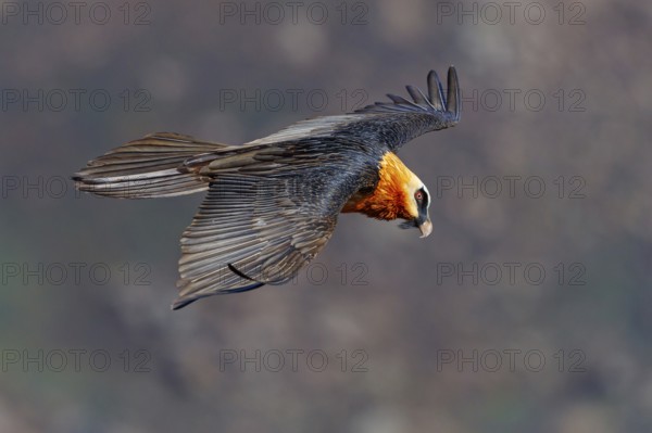 Bearded vulture, bearded vulture (Gypaetus barbatus), Gypaetus barbatus meridionalis, Giant's Castle Hide, Imbabazane Local Municipality, KwaZulu-Natal, South Africa, Africa