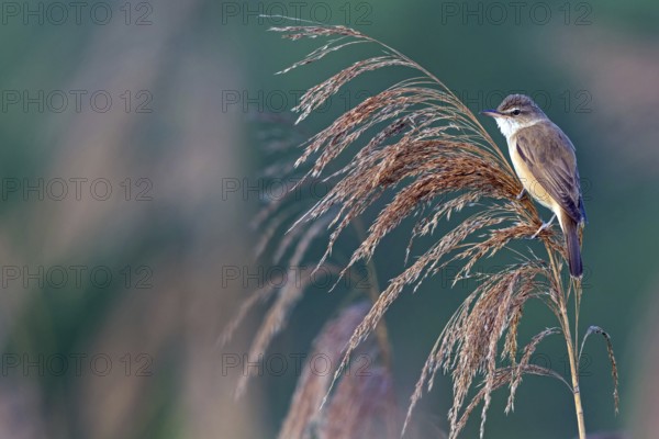 Reed warbler, (Acrocephalus arundinaceus), reedbed perch, biotope, habitat, animals, birds, songbird, reed warbler genus, Lobau, Vienna, Donaustadt, Vienna, Austria, Europe