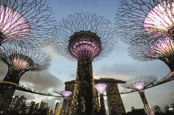 03.06.2015, Singapore, Republic of Singapore, Asia, Evening light show in the park area of the Supertree Grove in Gardens by the Bay. Pedestrian bridges connect the illuminated giant trees. In the background is the Marina Bay Sands Hotel with its curved SkyPark at a height of 200 metres, Asia