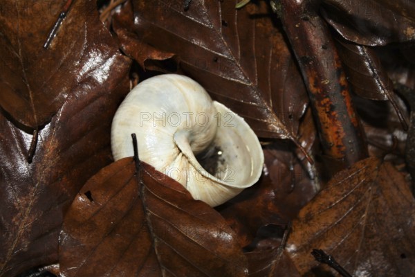 Snail shell (Gastropoda)