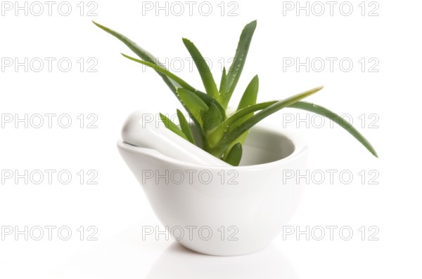 Aloe vera - herbal medicine, POLAND