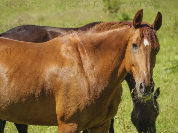 Close-up of a brown horse standing on a green meadow in summer, Flensburg, SChleswig-Holstein, Germany, Europe