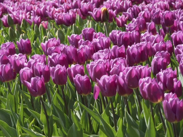 Purple tulips blooming in a flower field in spring, blooming tulips in many colours, amsterdam, the netherlands