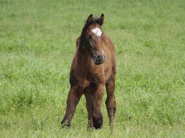 A single brown foal stands on a green meadow, beautiful horses on a paddock with green grass in Münsterland, equus, Borken, Germany, Europe