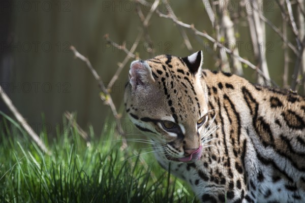 Ocelot (Leopardus pardalis), captive animal, zoo, Pittsburgh Zoo & Aquarium, direct eye contact, Ocelot walking through grass in sunlight, showcasing its distinctive fur pattern in close-up view, tongue out, licking